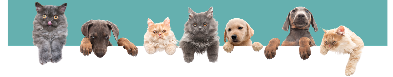 Atendimento veterinário em domicílio em brasília